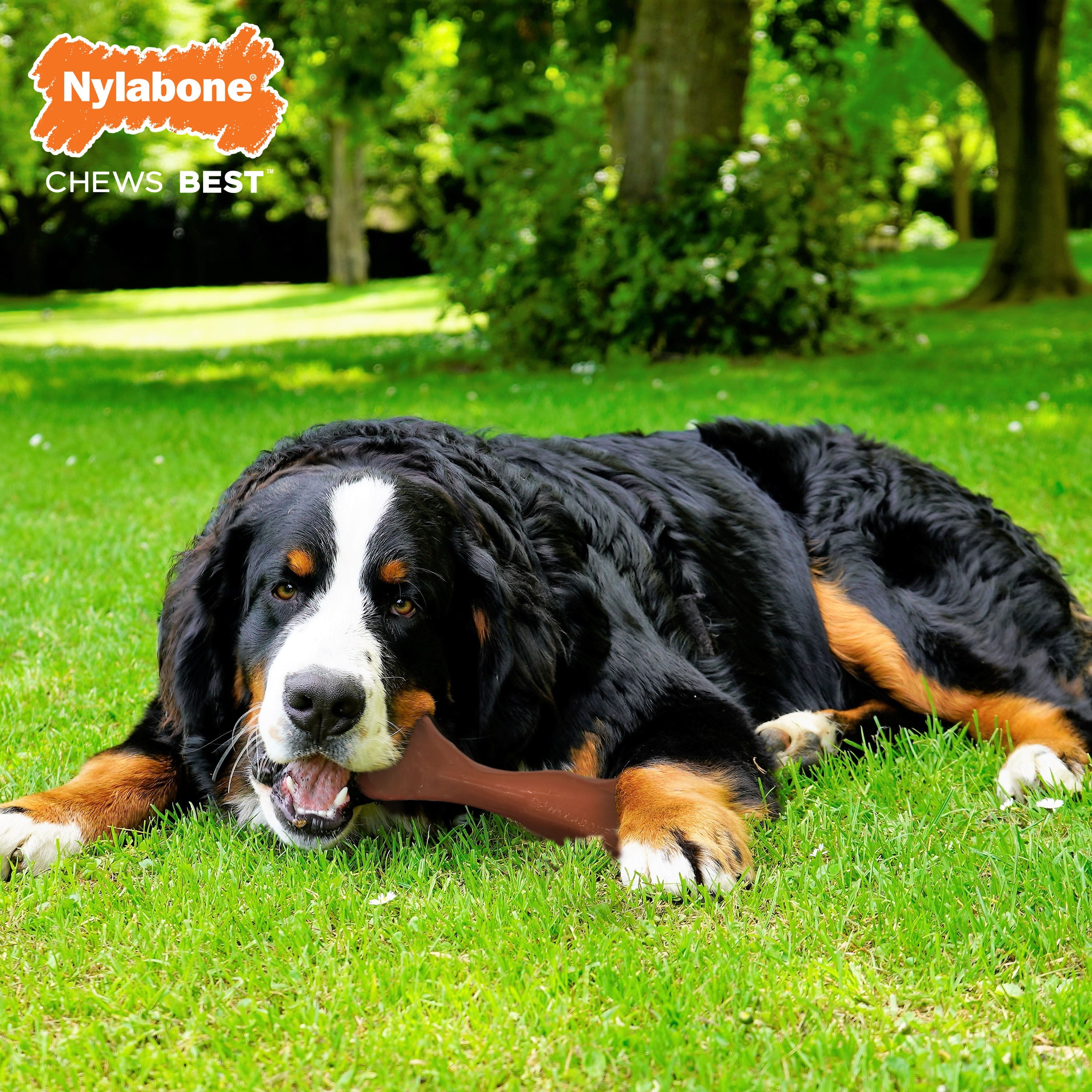 Nylabone Power Chew Knuckle Bone BIG Dog Chew Toy Bacon 1ea/XXL/Monster - 50++ lb