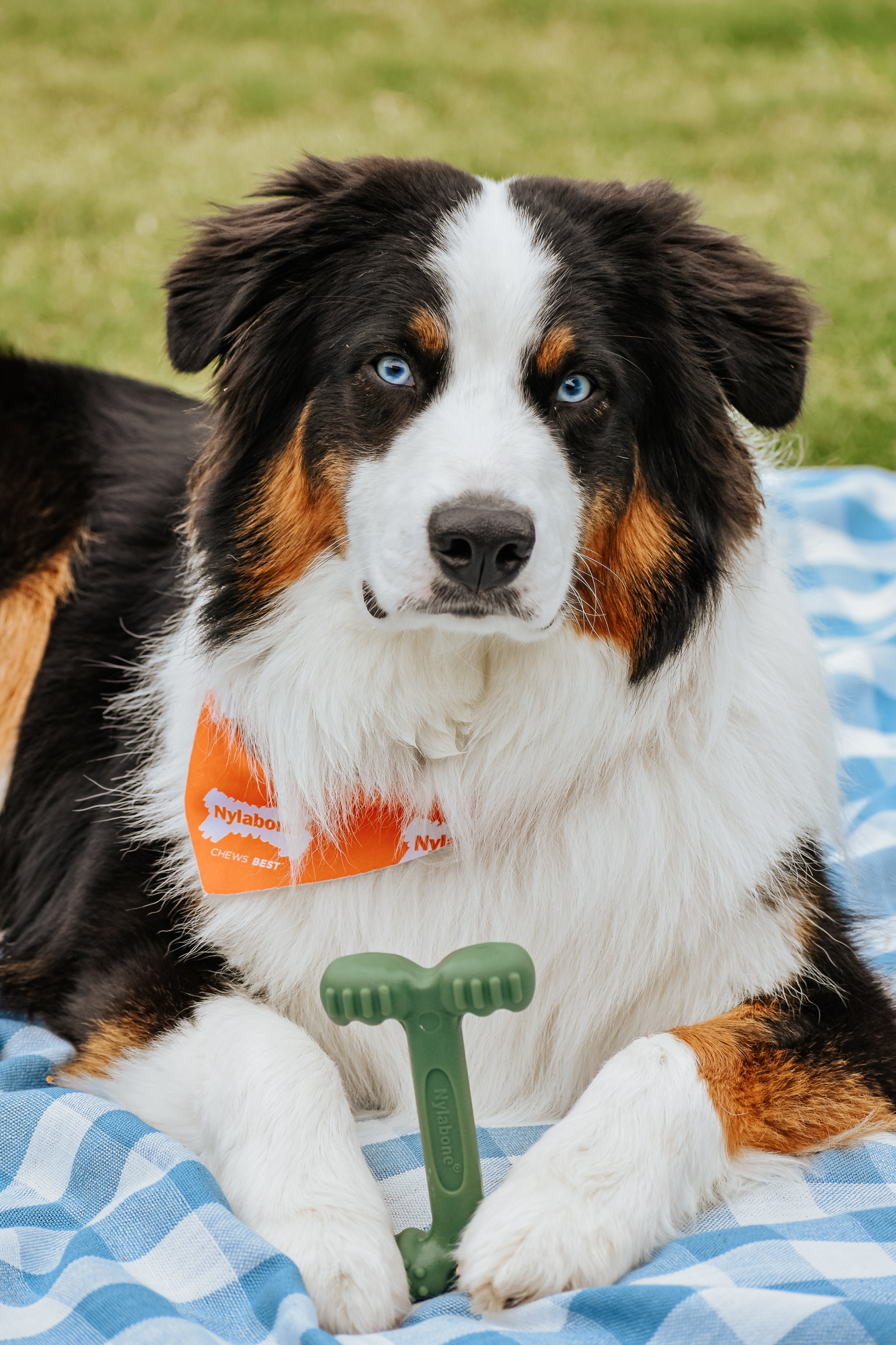 Nylabone Power Chew EasyHold Dog Dental Chew Toy 1ea/Large/Giant  Up To 50 Lbs. 1 ct