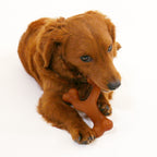 Nylabone Gourmet Style Strong Chew Wishbone Dog Chew Toy Bacon, 1ea/SMall/Regular  Up To 25 Ibs. 1 ct