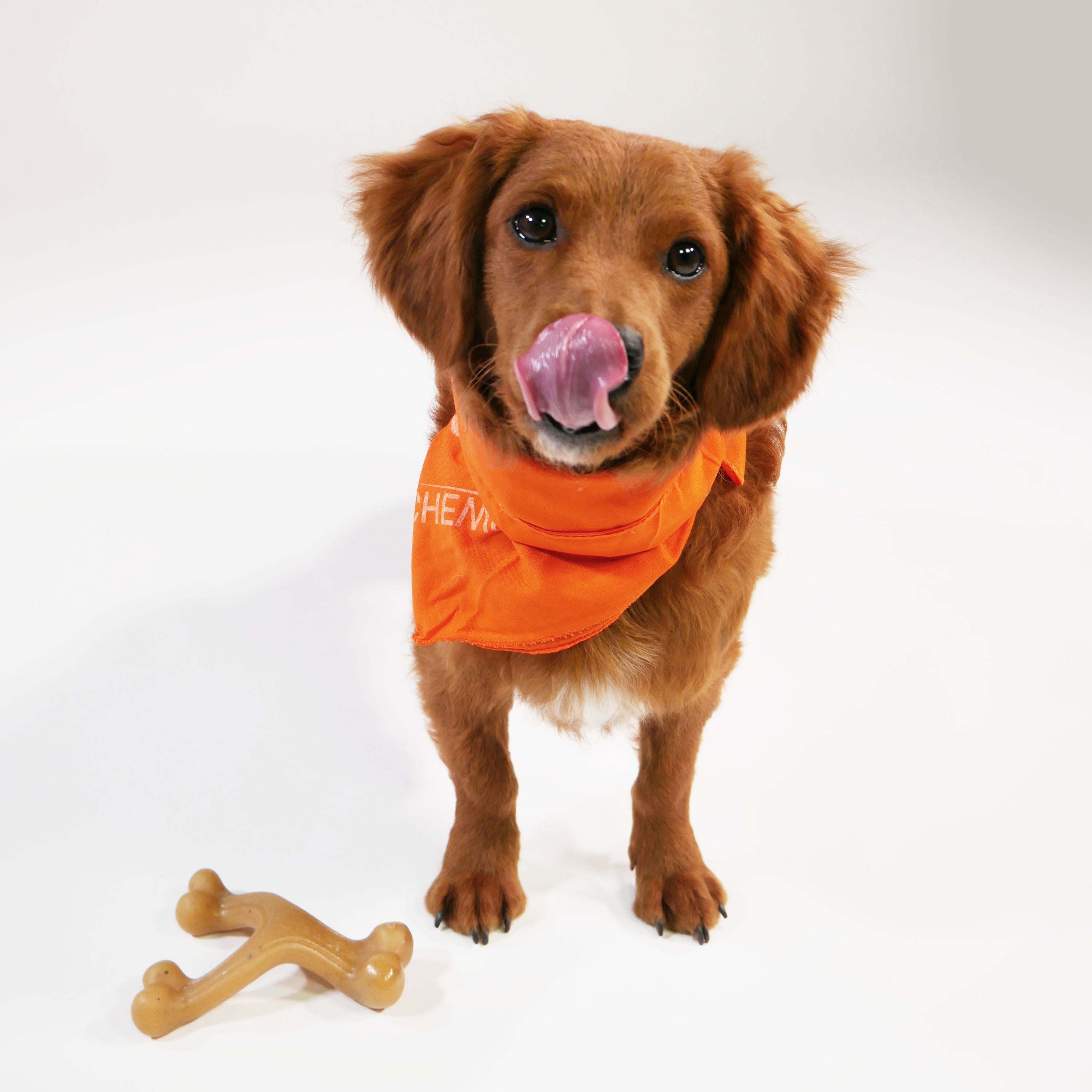 Nylabone Gourmet Style Strong Chew Wishbone Dog Chew Toy Bacon, 1ea/SMall/Regular  Up To 25 Ibs. 1 ct
