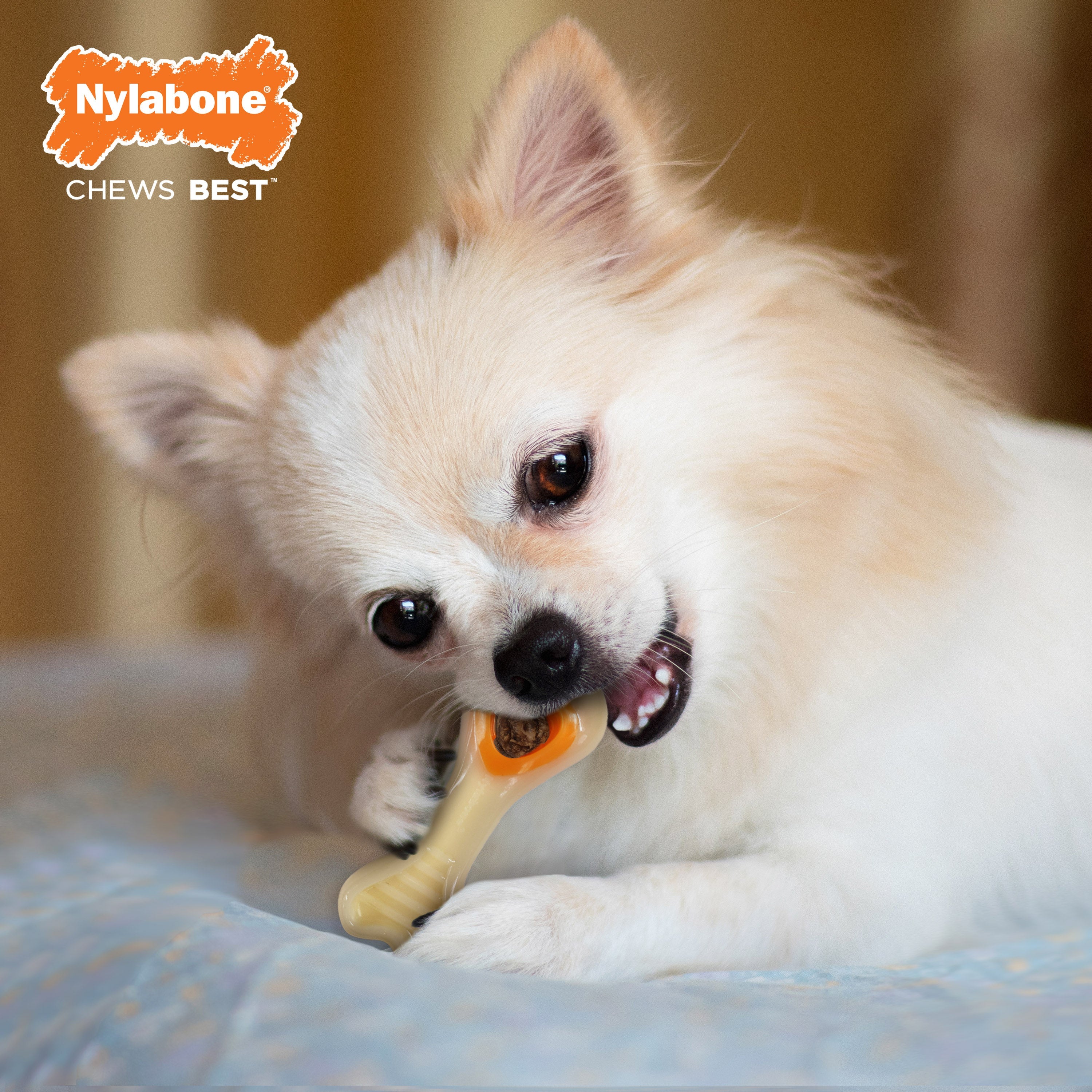 Nylabone Power Chew Souper Bone  PopIn Treat Toy Combo Chicken, 1ea/XS/Petite  Up To 15 Lbs. 1 ct