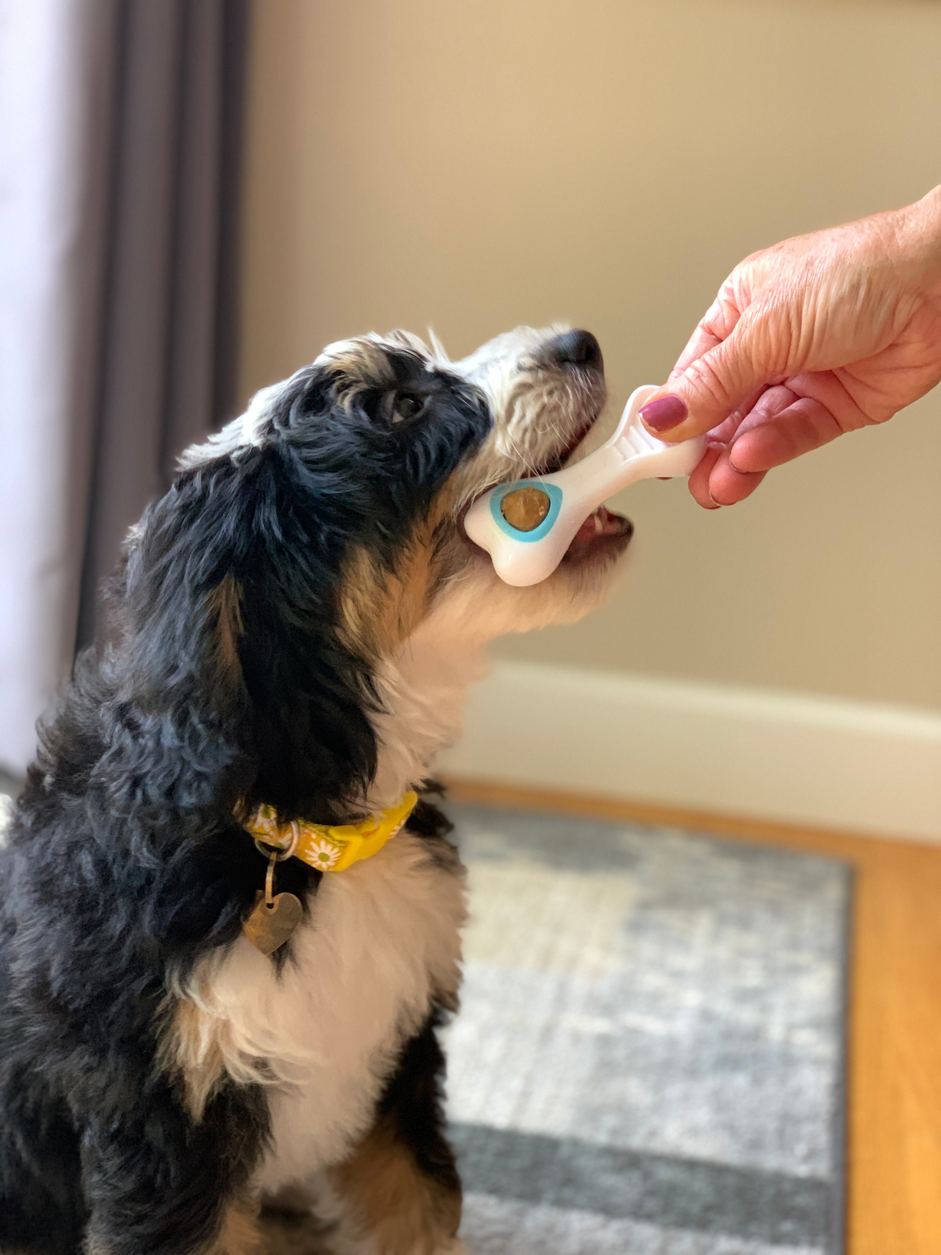 Nylabone Puppy Power Chew Souper Bone  PopIn Puppy Treat Toy Combo Chicken, 1ea/Medium/Wolf  Up To 35 Lbs. 1 ct