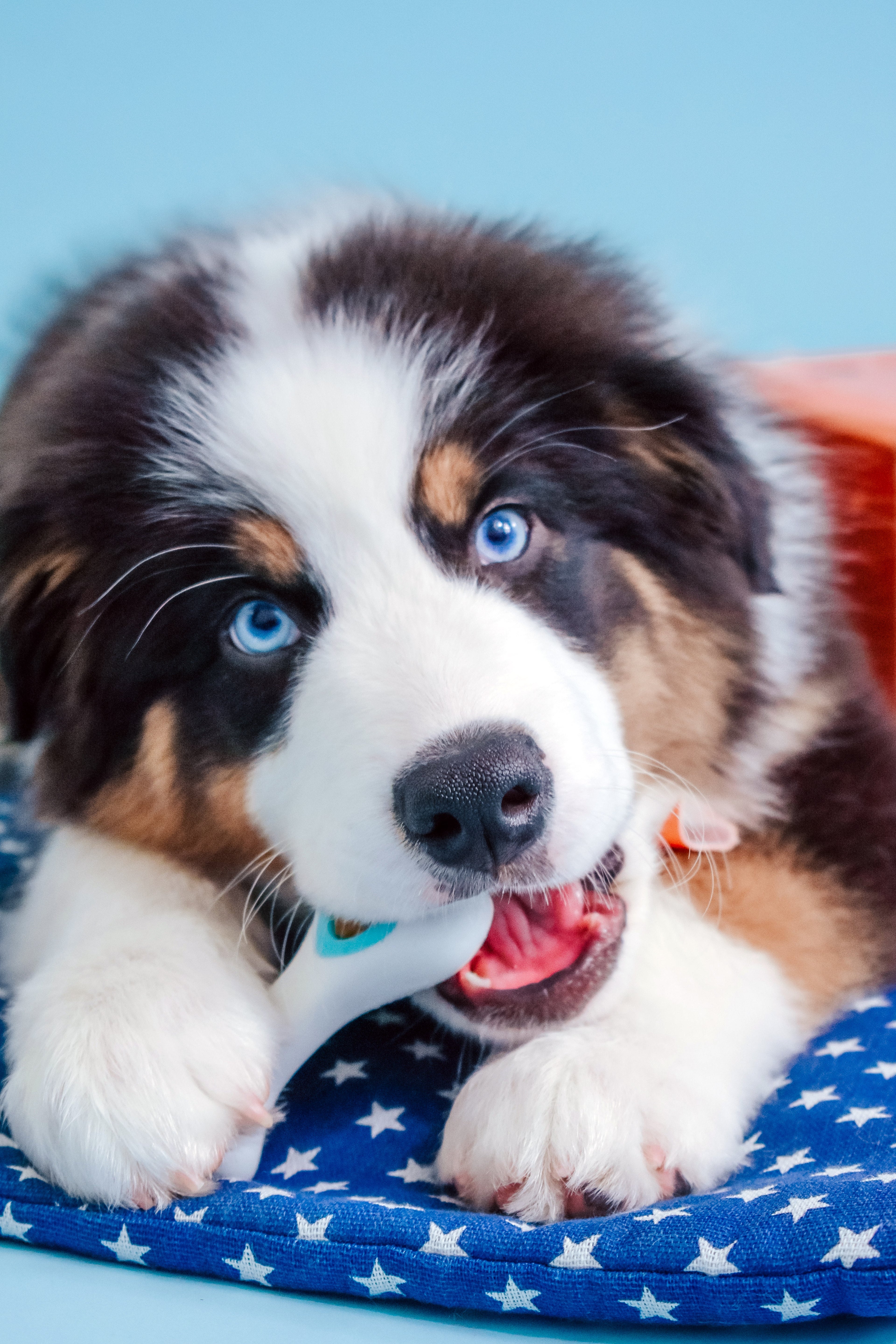 Nylabone Puppy Power Chew Souper Bone  PopIn Puppy Treat Toy Combo Chicken, 1ea/Medium/Wolf  Up To 35 Lbs. 1 ct