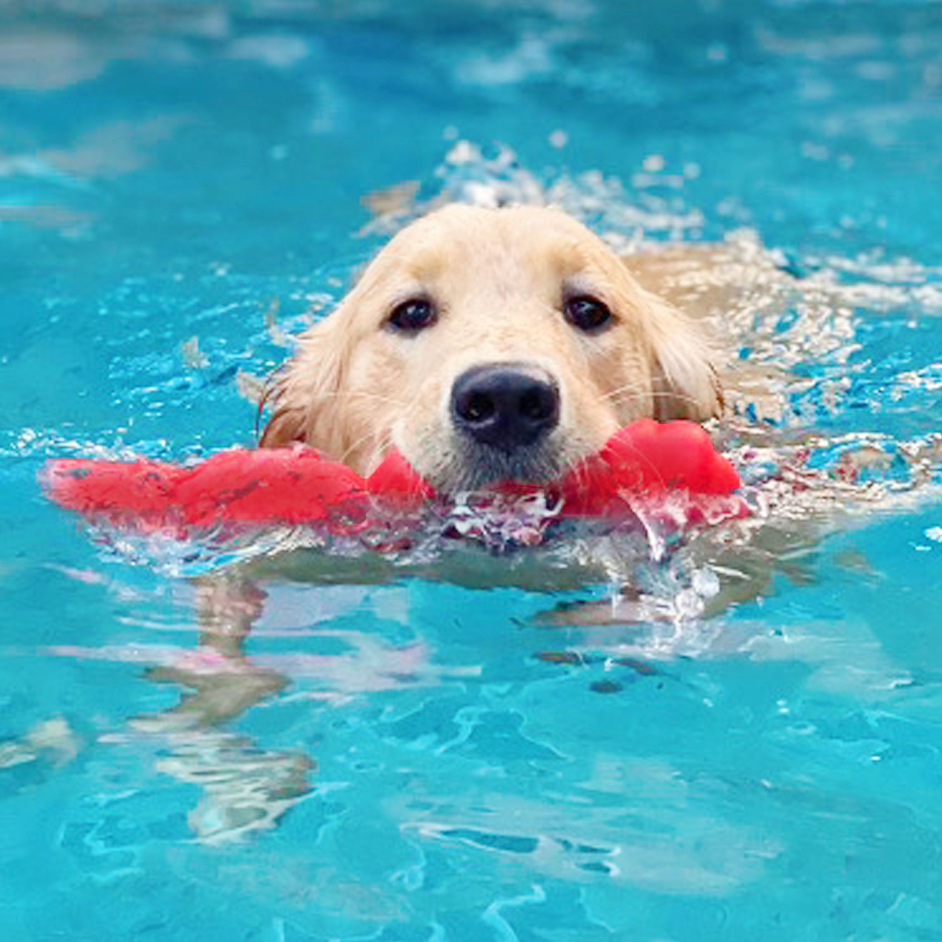 Nylabone Creative Play Springa Dog Pull Toy Red, 1ea/Large/Giant  Up To 50 Lbs. 1 ct