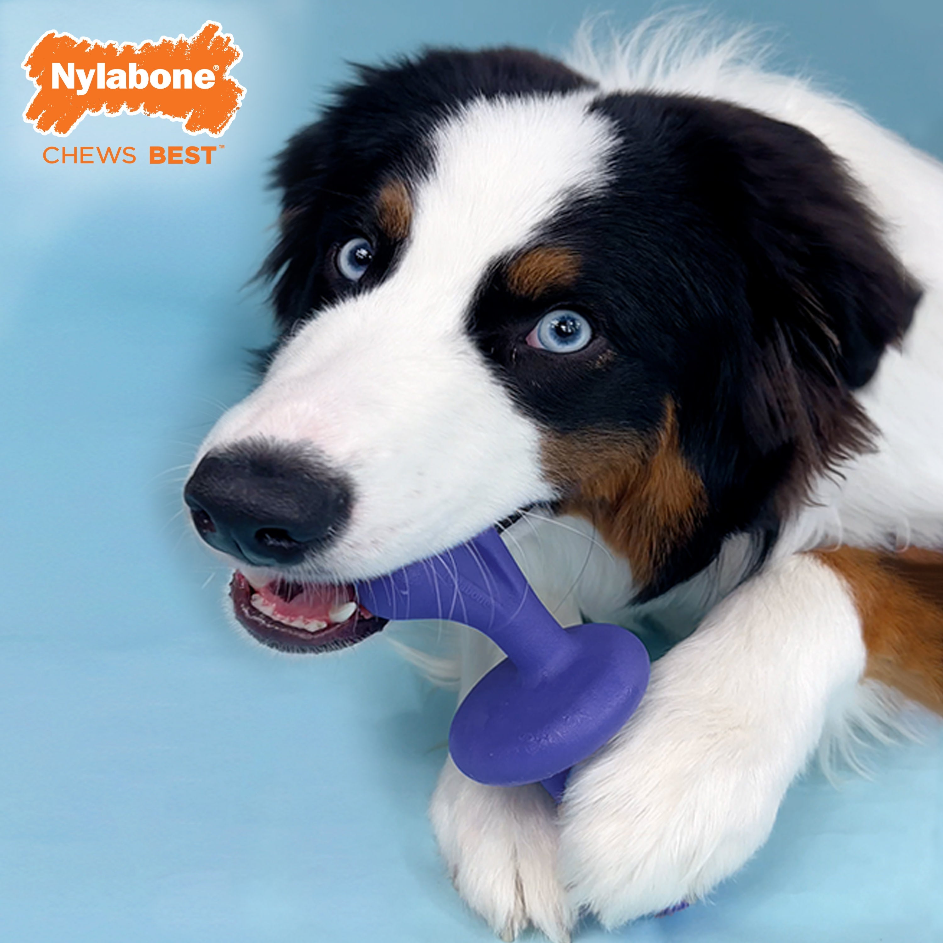 Nylabone Power Chew Rolling Dog Toy 1ea/Large/Giant  Up To 50 Lbs. 1 ct