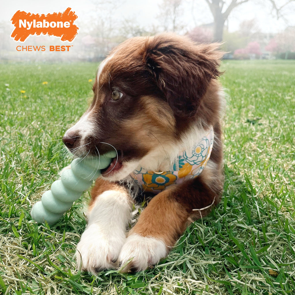 Nylabone Sensory Material Puppy Teething Toy Peanut Butter, 1ea/SMall/Regular  Up To 25 Ibs. 1 ct