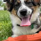 Tall Tails Dog Goat Fetch Stick Orange 10 Inch Default Title