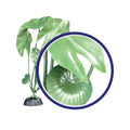 Weco Products Freshwater Series Tiger Lotus Aquarium Plant Green, 1ea/6 in