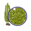 Weco Products Freshwater Series Foxtail Aquarium Plant Green, 1ea/6 in