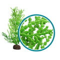 Weco Products Marine Pro Series Giant Halimeda Aquarium Plant Green, 1ea/6 in