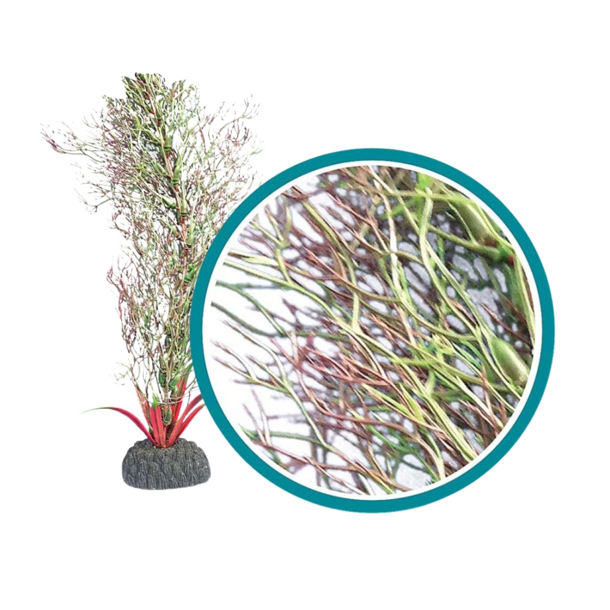 Weco Products Marine Pro Series Fine Branch Kelp Aquarium Plant Green, 1ea/6 in