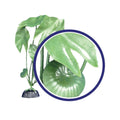 Weco Products Freshwater Series Tiger Lotus Aquarium Plant Green, 1ea/9 in