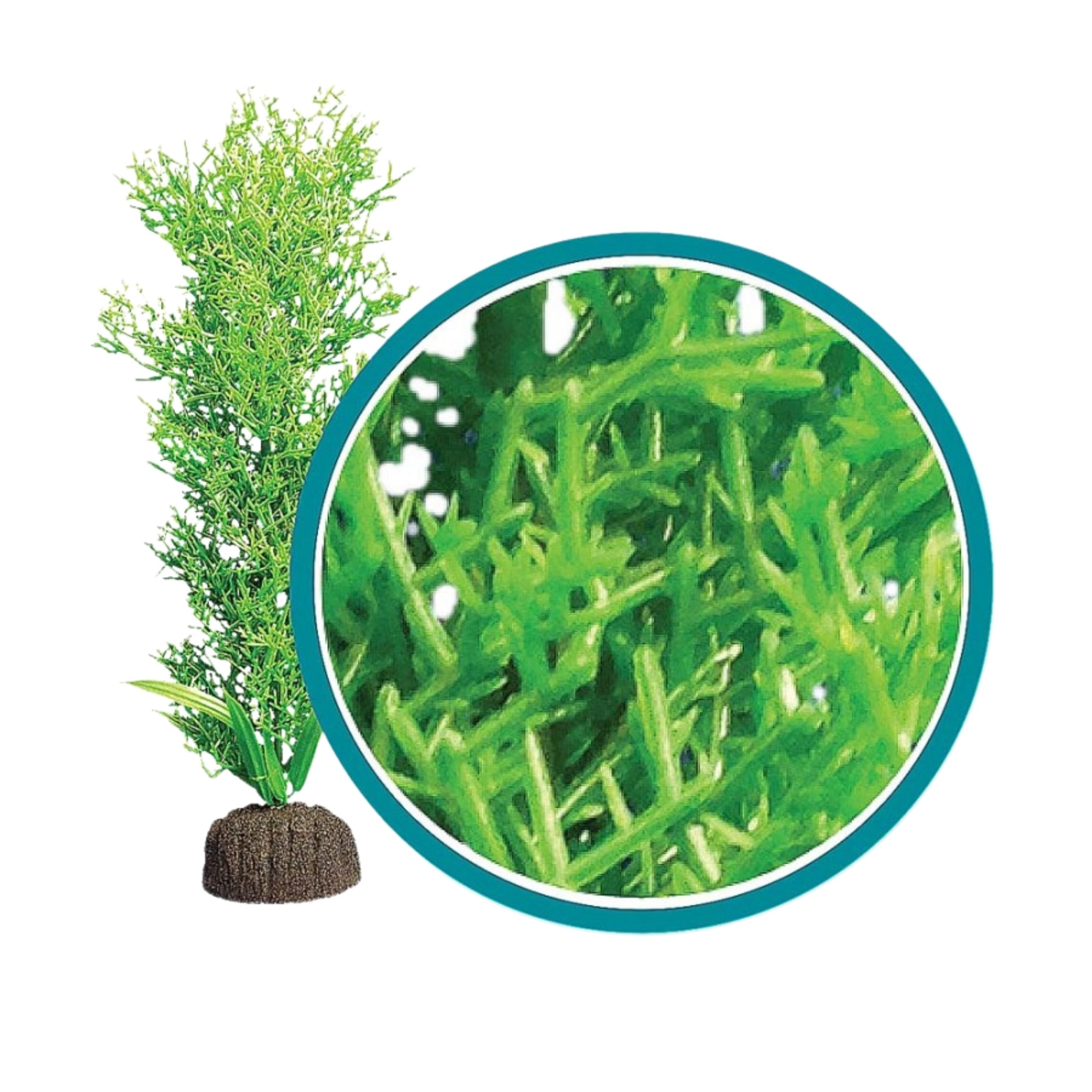Weco Products Marine Pro Series Bushy Kelp Aquarium Plant Green, 1ea/9 in
