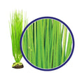 Weco Products Freshwater Series Asian Hairgrass Aquarium Plant Green, 1ea/18 in