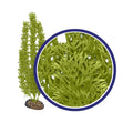 Weco Products Freshwater Series Foxtail Aquarium Plant Green, 1ea/18 in