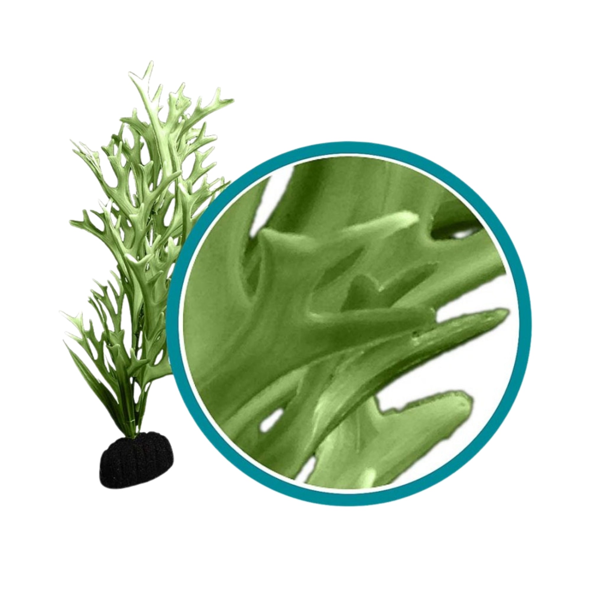 Weco Products Marine Pro Series Giant Kelp Aquarium Plant Green, 1ea/18 in, Giant