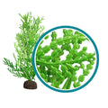 Weco Products Marine Pro Series Giant Halimeda Aquarium Plant Green, 1ea/18 in
