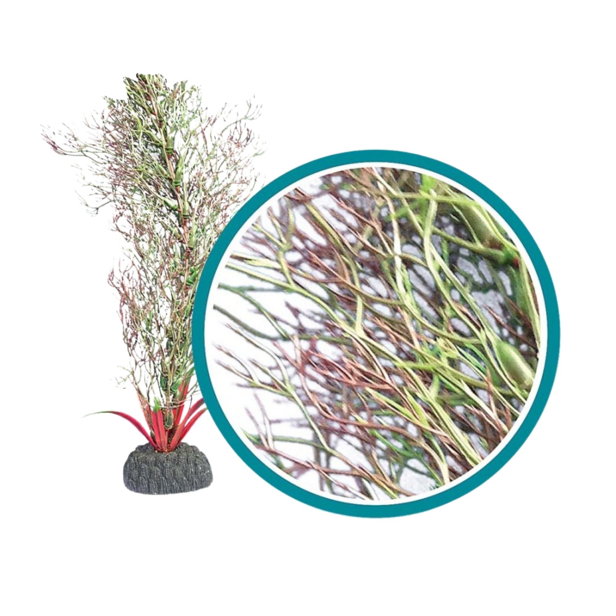 Weco Products Marine Pro Series Fine Branch Kelp Aquarium Plant Green, 1ea/18 in