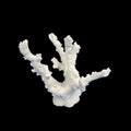 Weco Products South Pacific Coral Octopus Ornament White, 1ea/SM