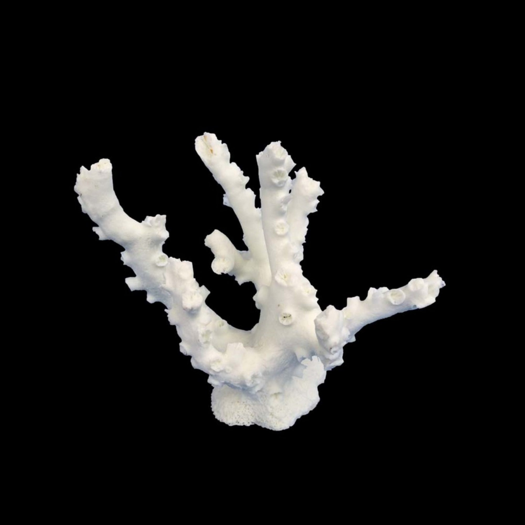 Weco Products South Pacific Coral Octopus Ornament White, 1ea/SM