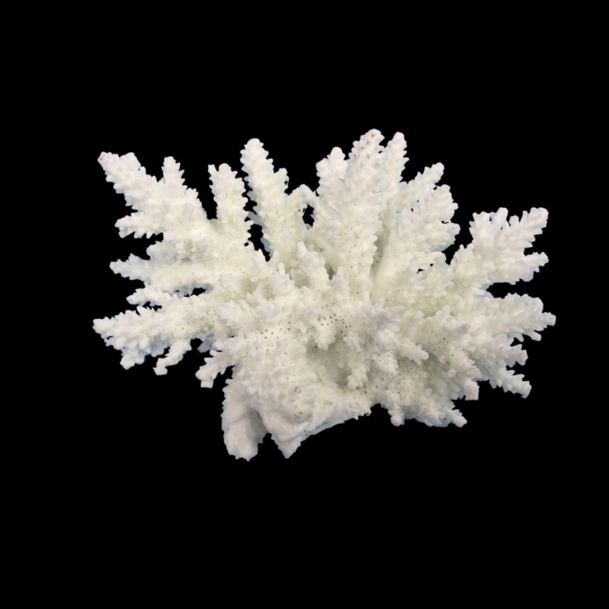 Weco Products South Pacific Coral Spiny Acorapora Ornament White, 1ea/SM