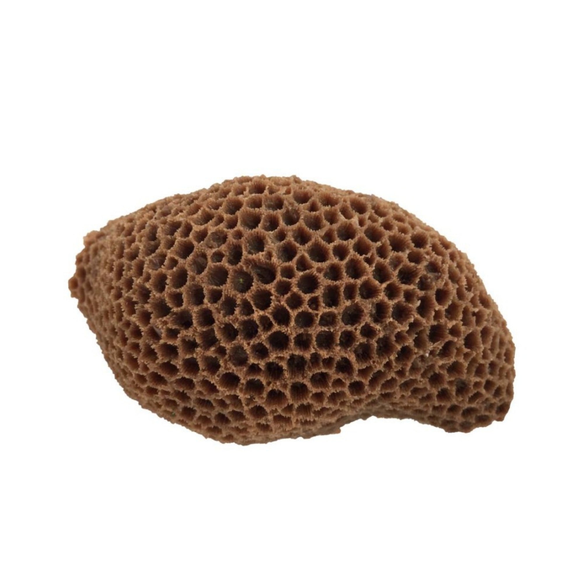 Weco Products South Pacific Coral Brain Ornament Brown, 1ea/MD