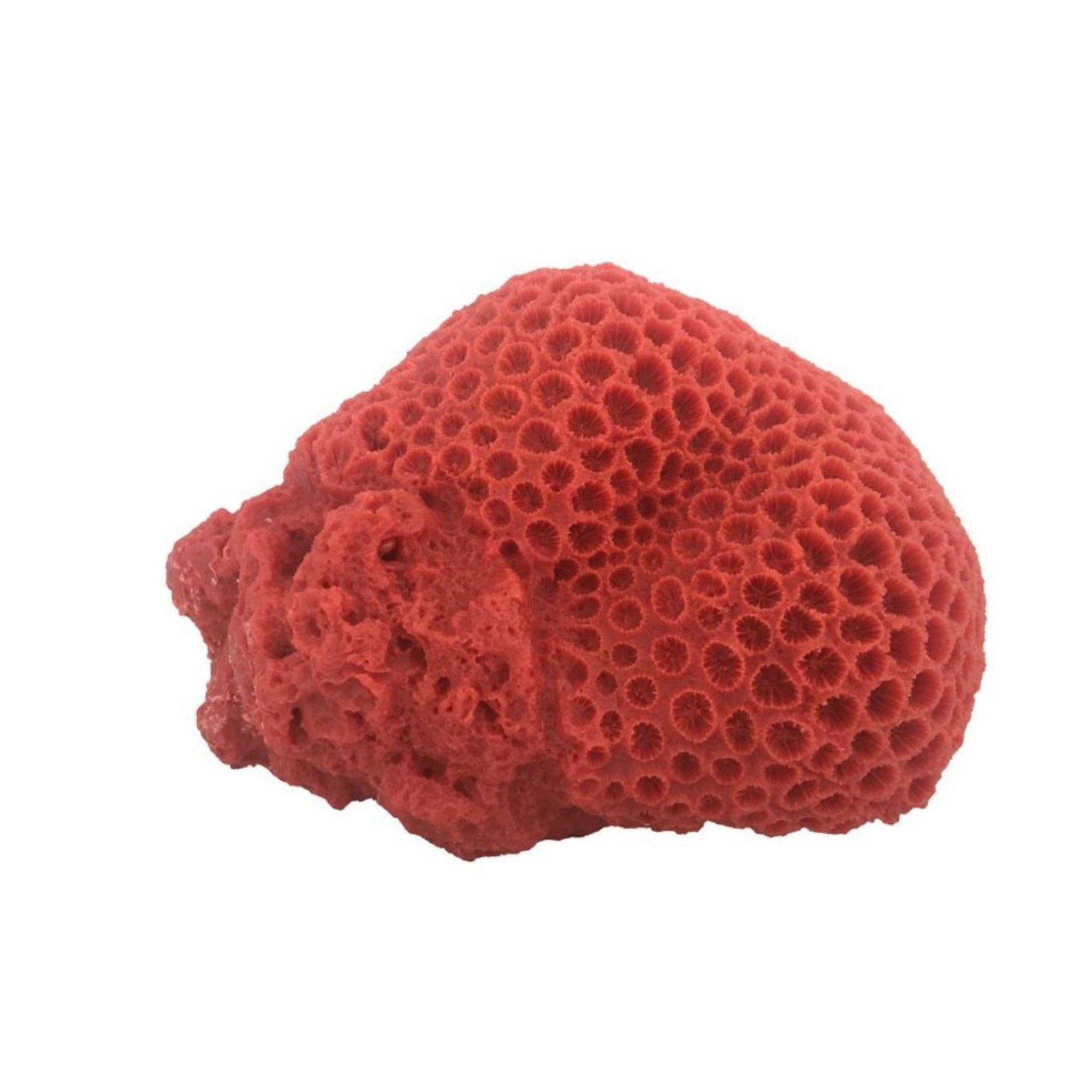 Weco Products South Pacific Coral Brain Ornament Orange, 1ea/LG
