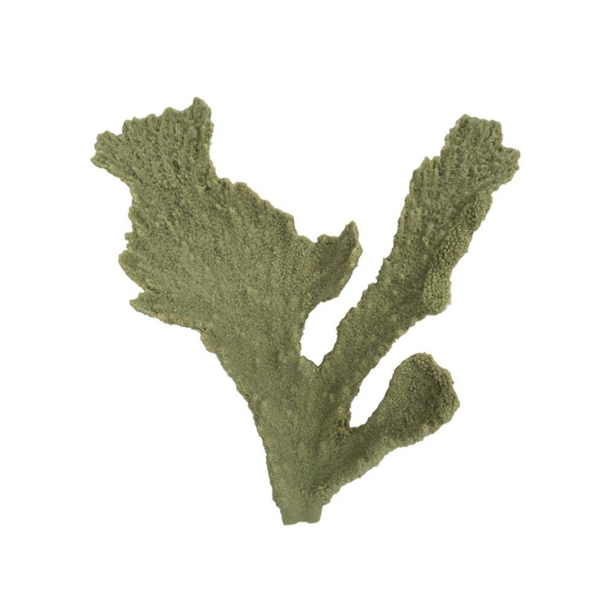 Weco Products South Pacific Coral Elkhorn Ornament Grey, 1ea/SM