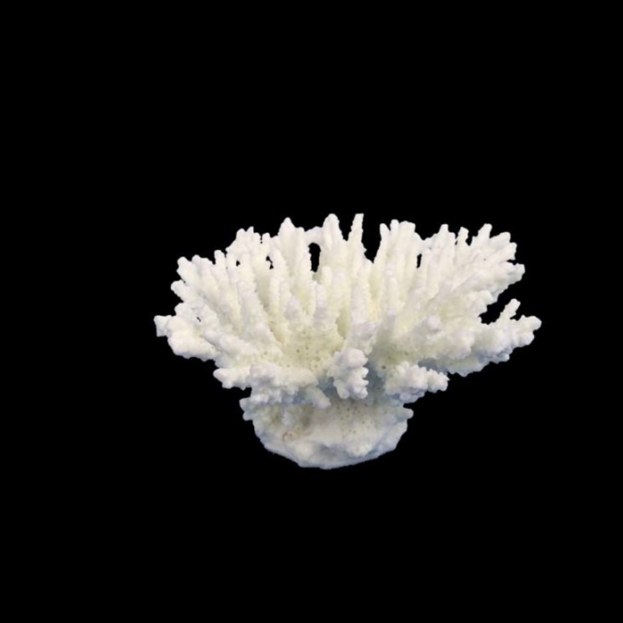 Weco Products South Pacific Coral Tabletop Ornament White, 1ea/XS