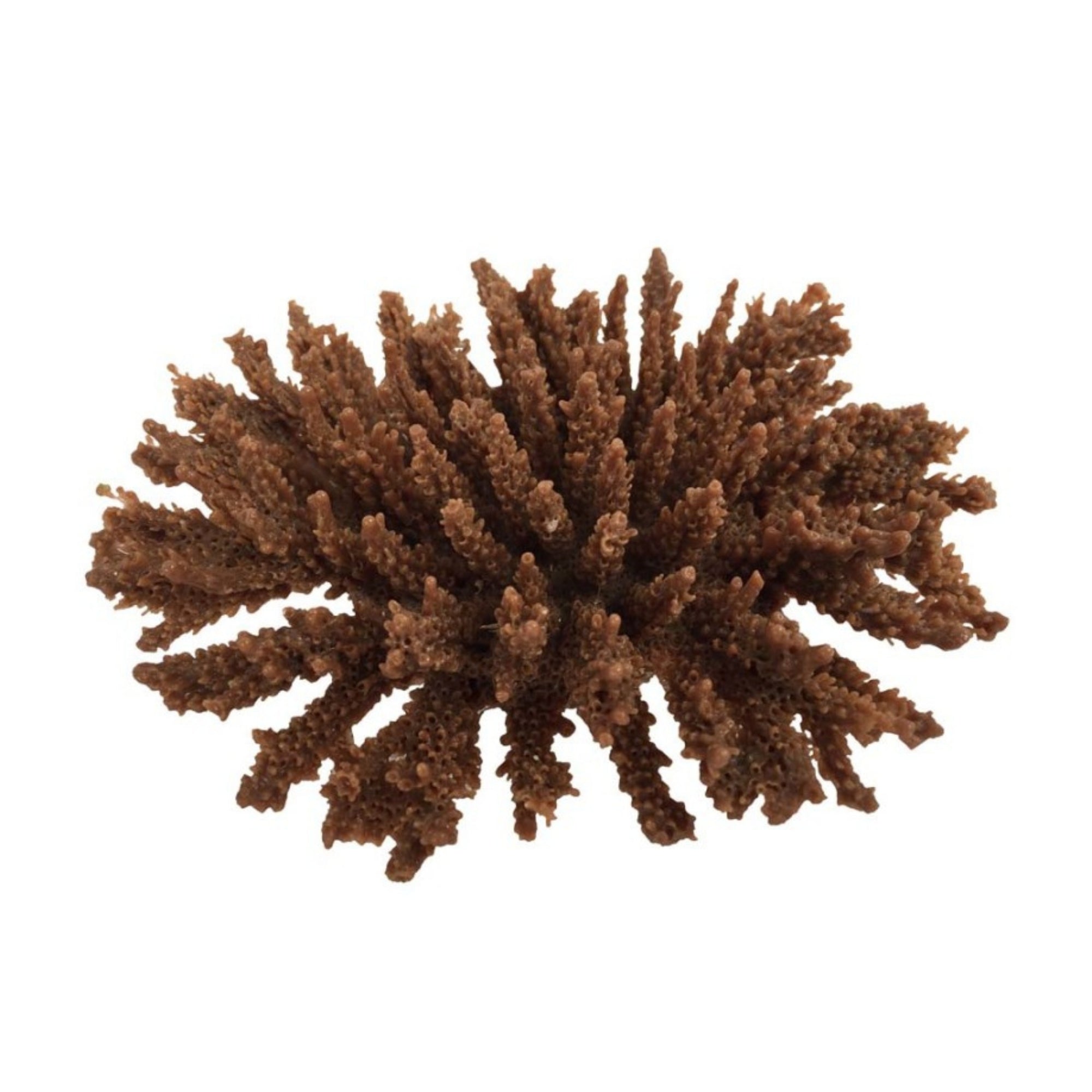 Weco Products South Pacific Coral Tabletop Ornament Brown, 1ea/SM