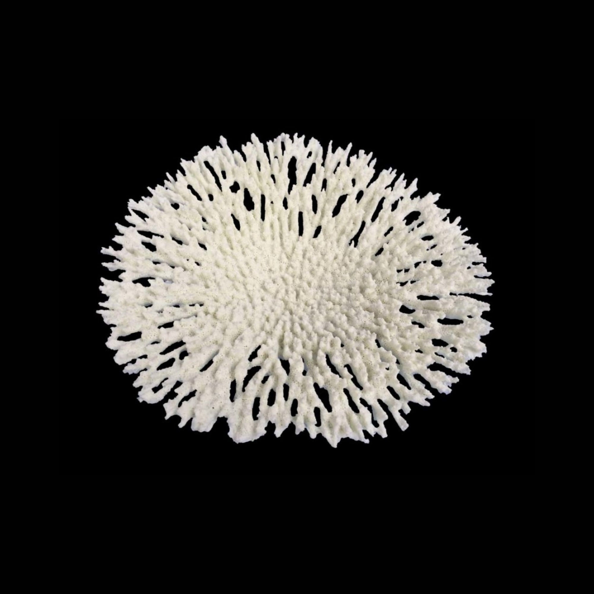 Weco Products South Pacific Coral Round Tabletop Ornament White, 1ea/LG