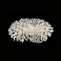 Weco Products South Pacific Coral Oval Tabletop Ornament White, 1ea/LG