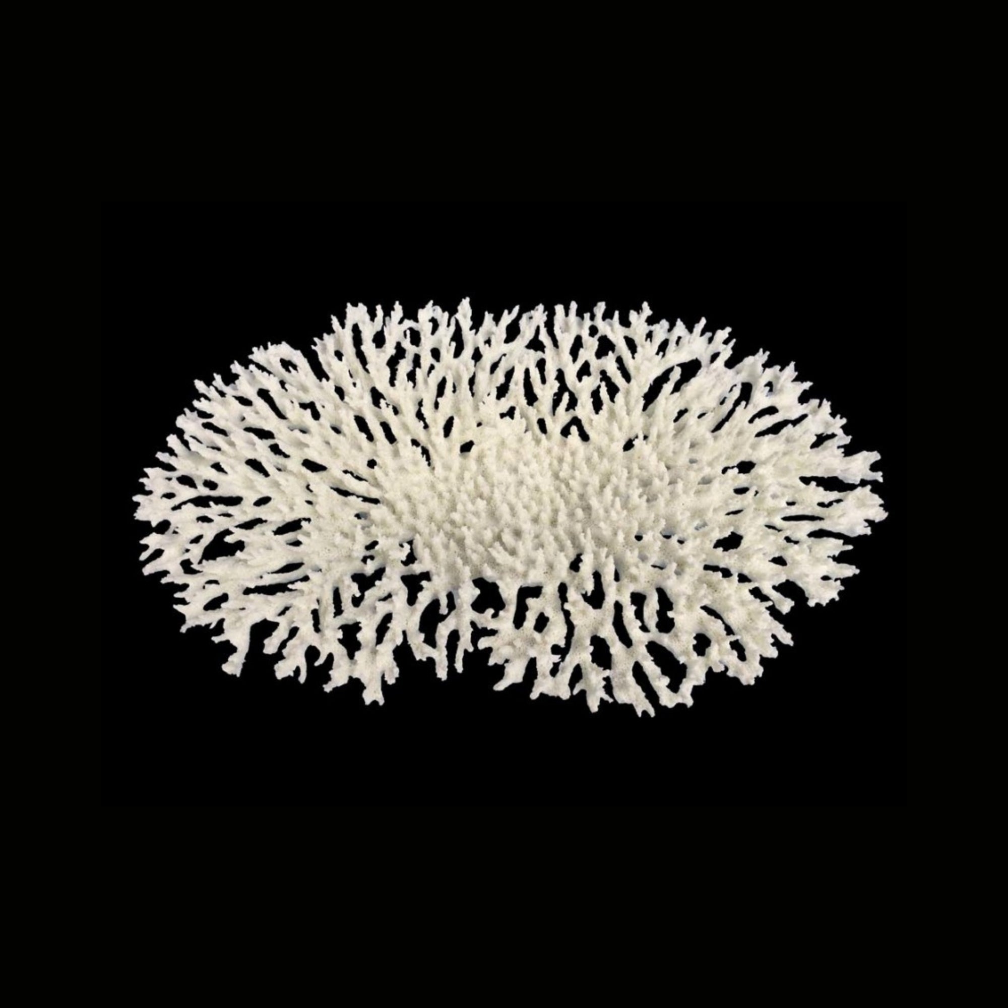 Weco Products South Pacific Coral Oval Tabletop Ornament White, 1ea/LG