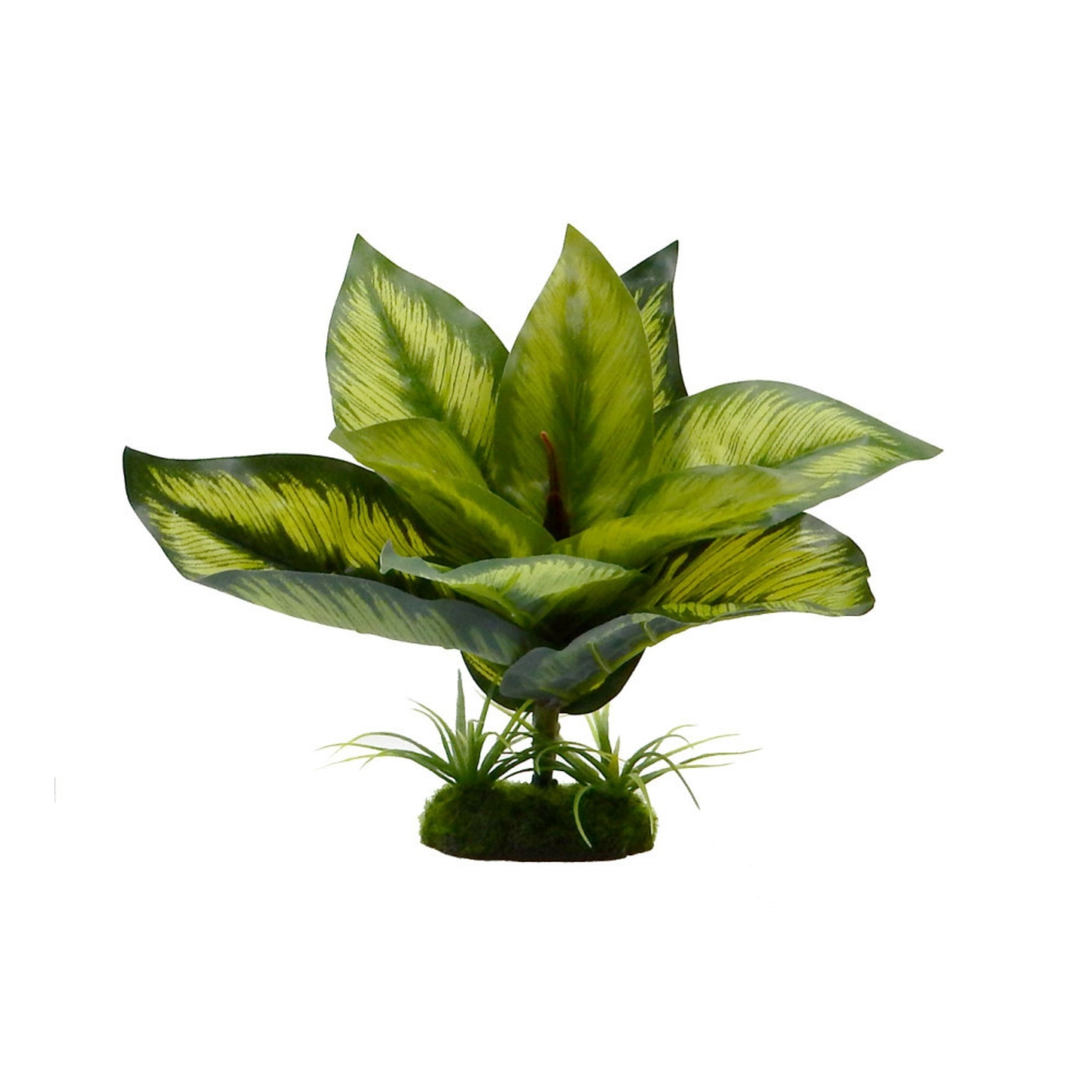 Blue Ribbon Pet Products Tropical Gardens Variegated Diffenbachia 1ea/6in.