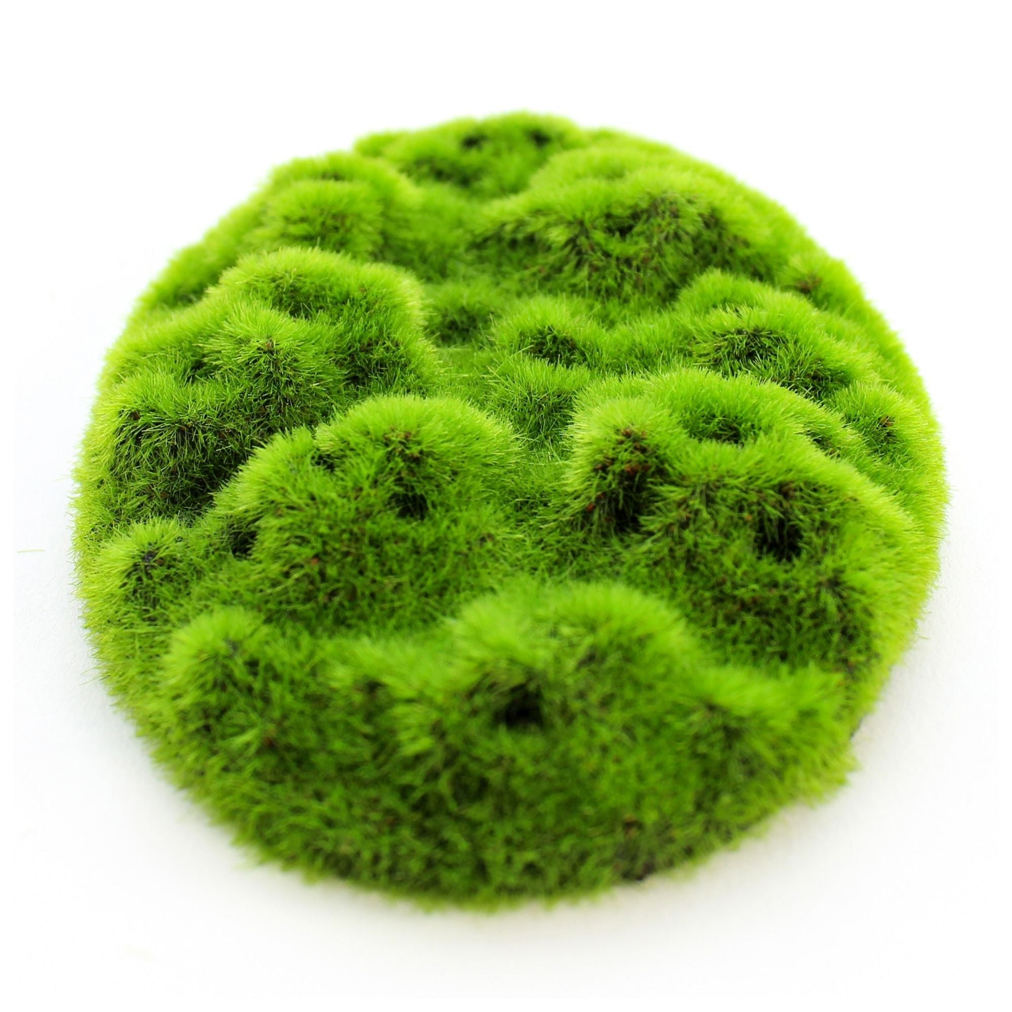 Penn-Plax Aqua-Flora Living Moss Patch Aquarium Ornament 2ea/One Size