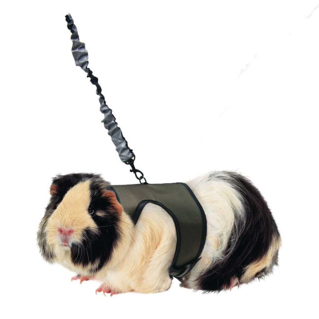 Kaytee Comfort Harness & Stretchy Leash Assorted 1ea/Large