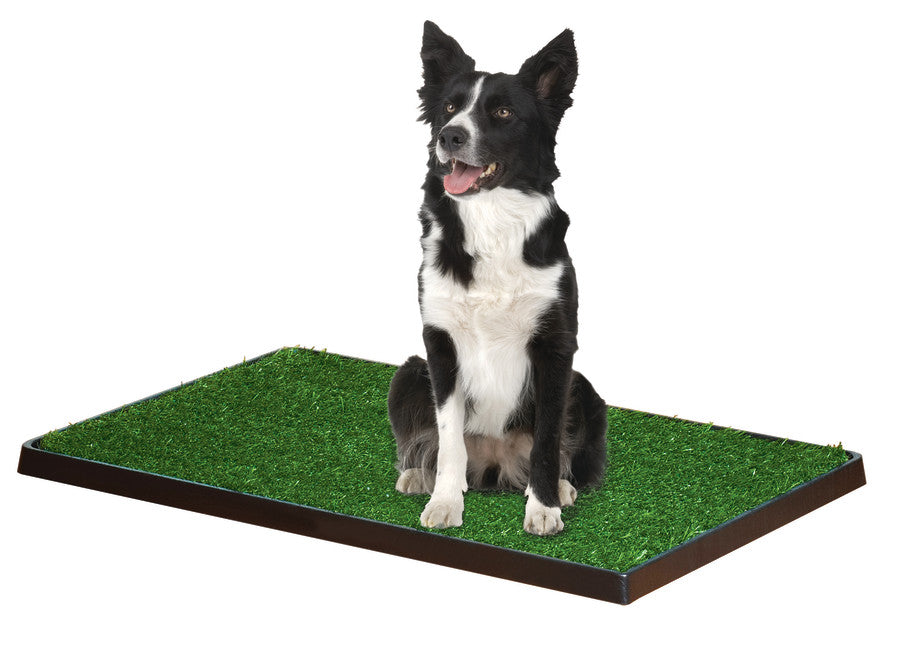Four Paws WeeWee Dog Grass Patch Tray 1ea/20 in X 30 in