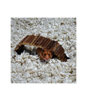 CareFRESH Complete Comfort Small Pet Bedding White 1ea/10 l