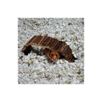 CareFRESH Complete Comfort Small Pet Bedding White 1ea/23 l