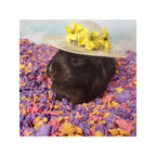 CareFRESH Special Edition Small Animal Bedding Beach Party 1ea/23 l