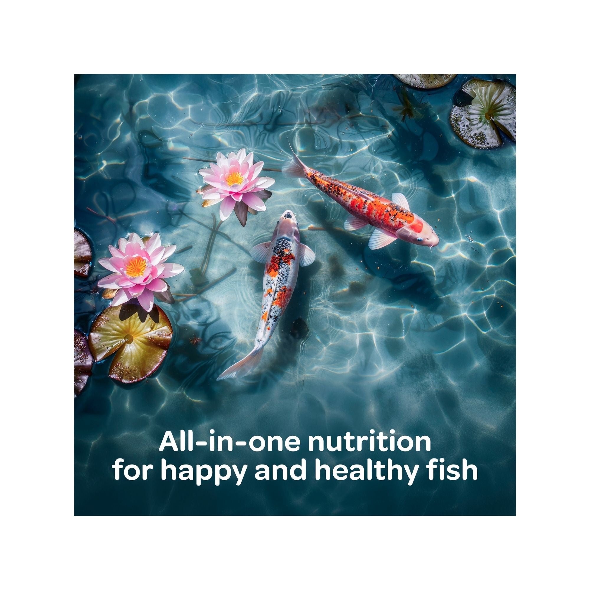 Kaytee Koi's Choice, Floating Fish Food 1ea/10 lb