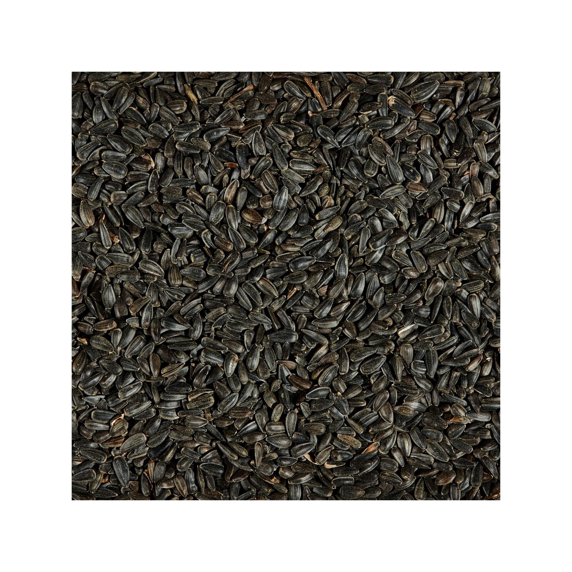 Kaytee Black Oil Sunflower Food 1ea/20 lb