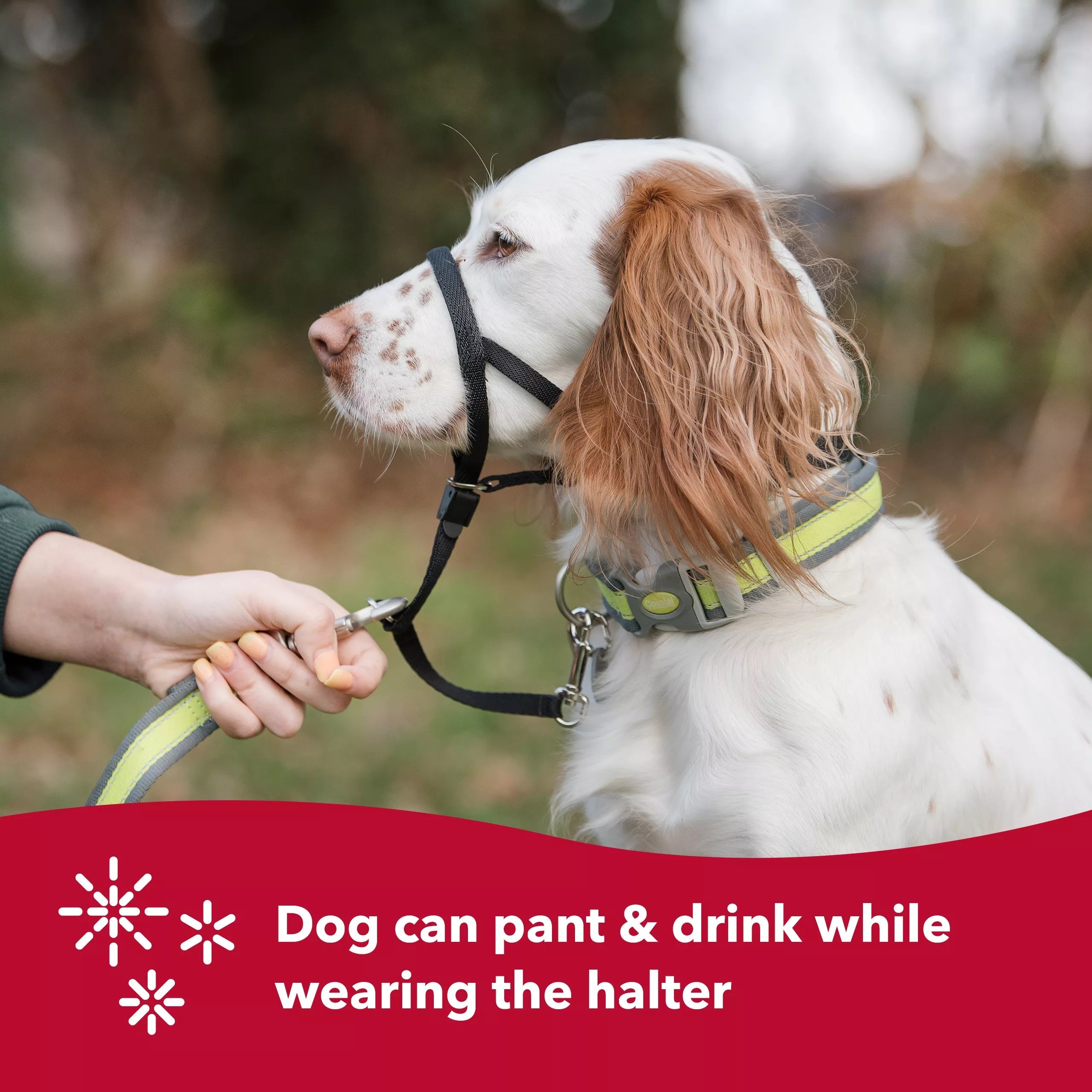 Coastal Pet Walk N Train! Head Halter Xsmall Black