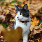 Earth Soy Adjustable Breakaway Cat Collar Cranberry 3/8X8-12In