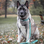 K9 Explorer Brights Reflective Adjustable Dog Collar Desert Small 5/8"x 10"- 14"