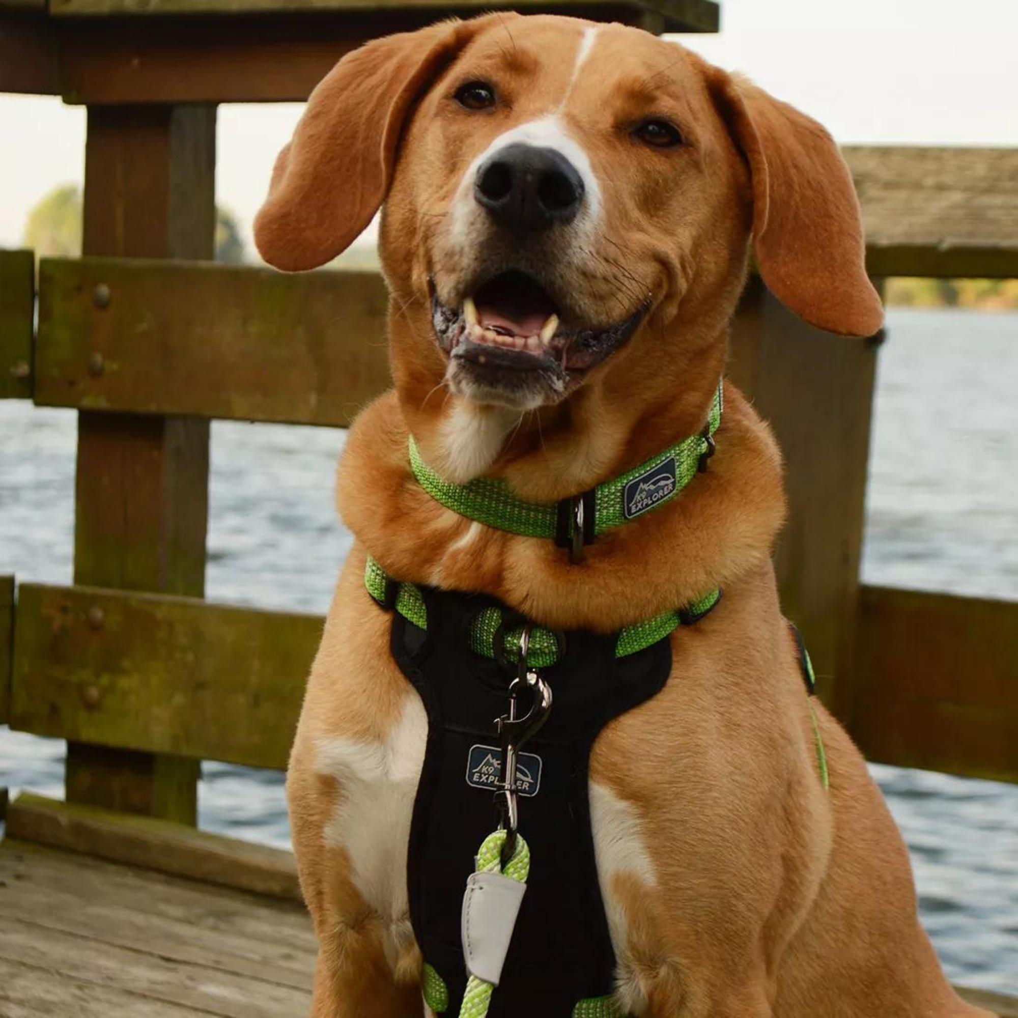 K9 Explorer Brights Reflective Adjustable Dog Collar Lake Small 5/8"x 10"-14" Default Title