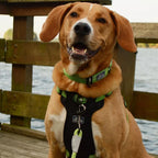 K9 Explorer Brights Reflective Adjustable Dog Collar Desert Medium 1"x 12"-18" Default Title