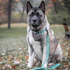 K9 Explorer Brights Reflective Adjustable Dog Collar Ocean Large 1"x 18"-26" Default Title