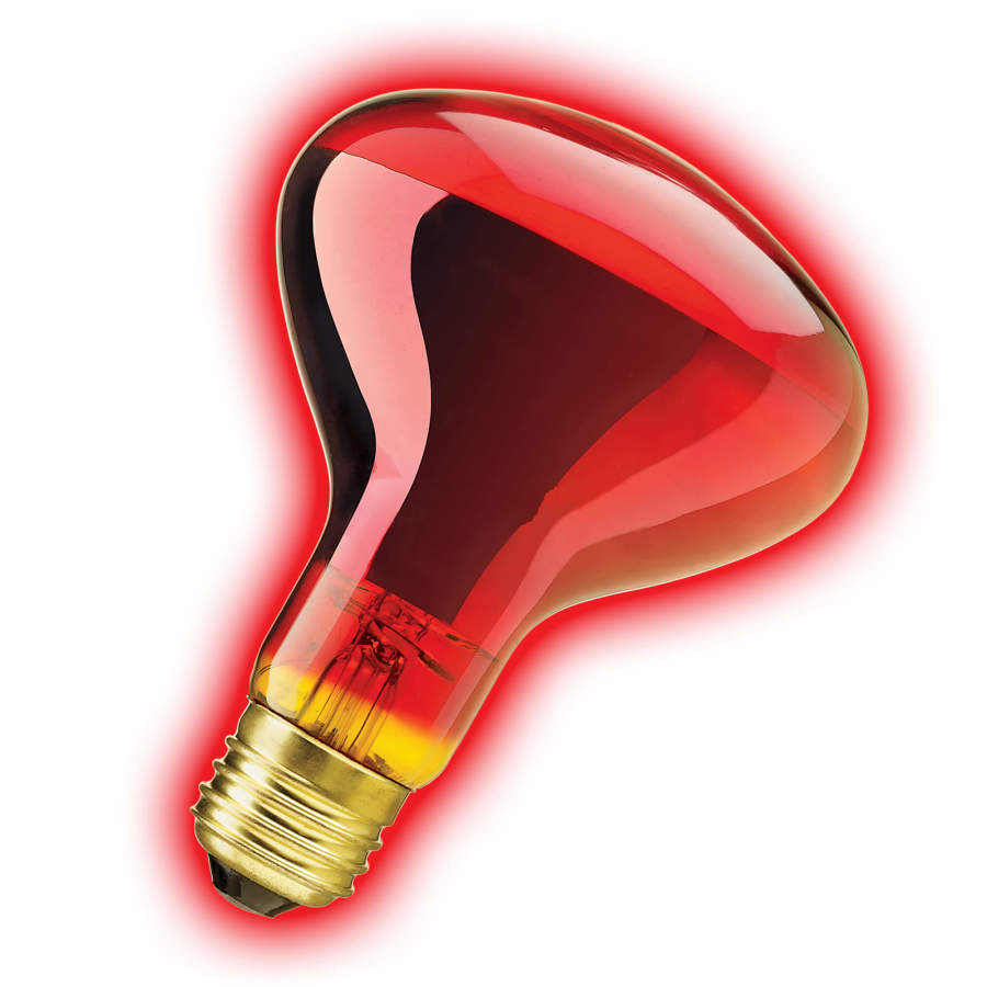 Zilla Incandescent Spot Bulb Night Red, 1ea/75 W
