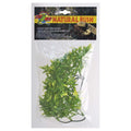 Zoo Med Natural Bush Bolivian Croton Plants Green 1ea/14 in, SM